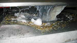 Figure 7. A manual static screen is
used just below an egg washer to
capture grit particles early in the shell
egg cleaning, grading and packaging
process. This early intervention step
will significantly reduce the amount of
grit entering the wastewater treatment
system.